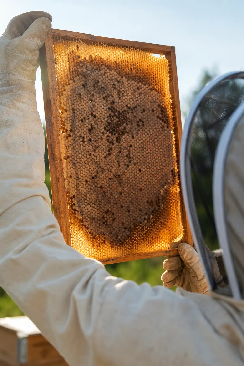 Beekeeper examining discolored brood comb for signs of bacterial infection