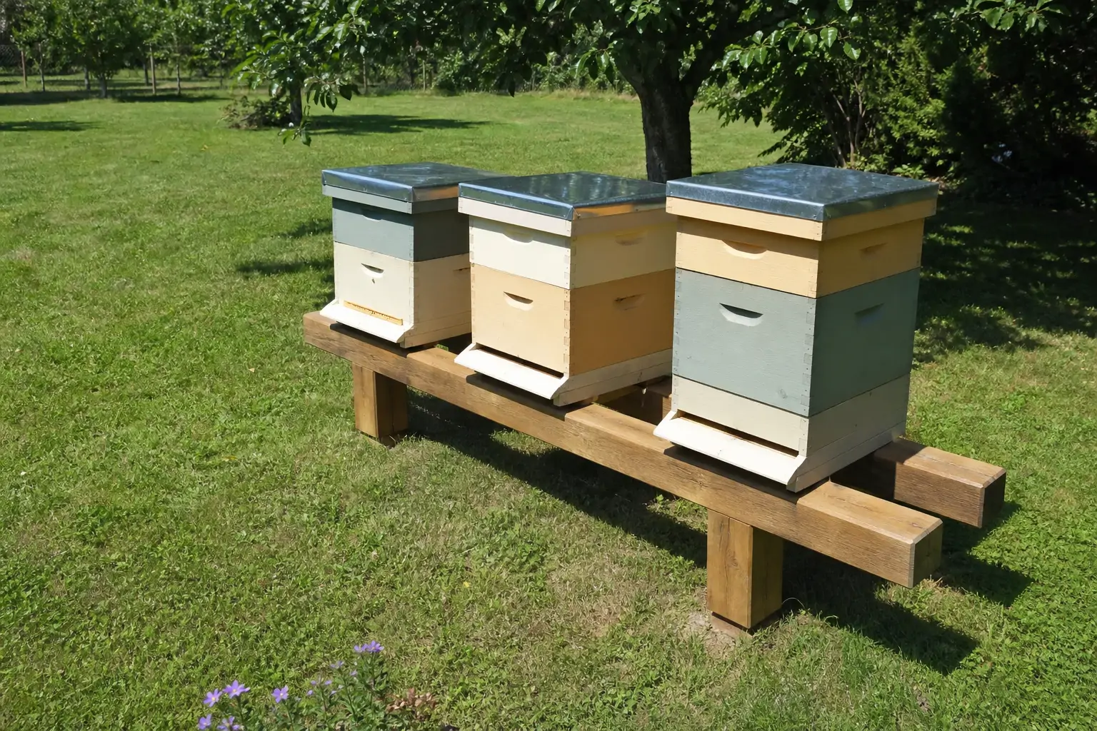 Backyard beehive boxes sitting near a mowed lawn with few flowering plants nearby