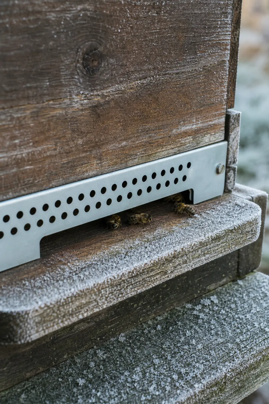 Close-up of a hive entrance reducer with a mouse guard installed before winter